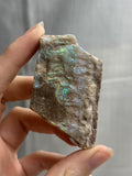 3” Virgin Valley Wood Opal