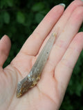 Himalayan Laser Quartz Specimen