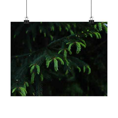 Matte Horizontal Posters - New Growth