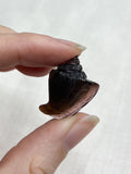 Purple Tourmaline Shell Carving