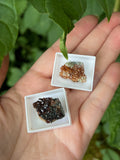 Italian Garnet Specimens