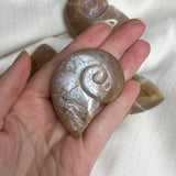 Peach Moonstone Ammonite Carvings (Large)