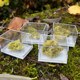 Minnesotaite Specimens from Austria