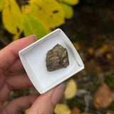 Bronzite Specimens from Austria