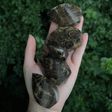 Stromatolite Freeforms