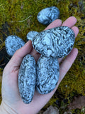 Pinolith Palm Stones